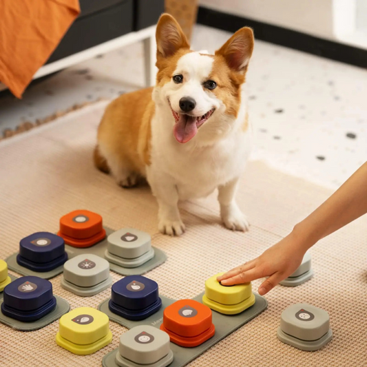 Dog playing with colorful puzzle toys on a carpeted floor.