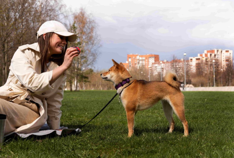 dog wearing a stylish collar sits in a park while a woman sits in front of him, creating a natural and friendly outdoor scene.