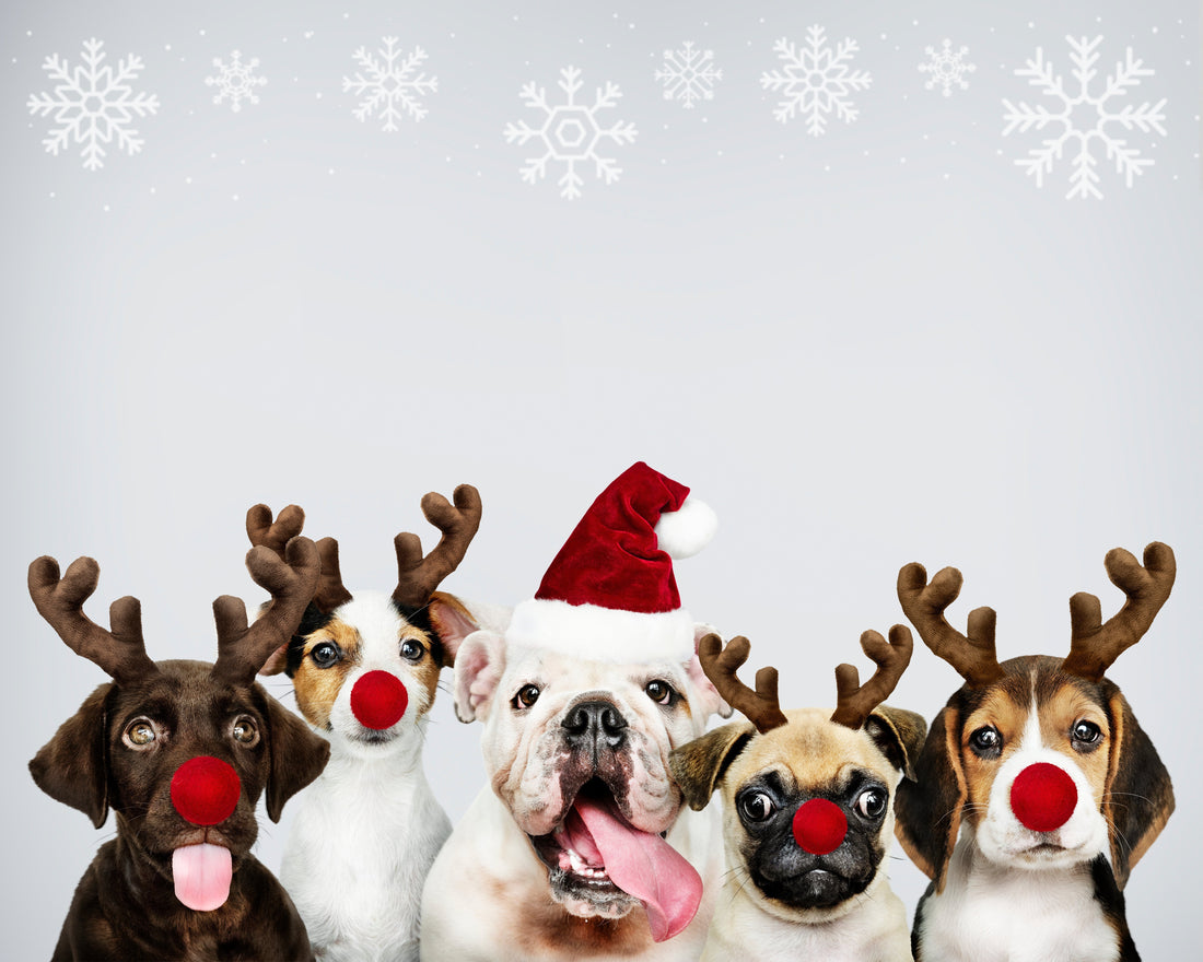 Looking for the Best Dog Christmas Gifts? Discover Top Ideas for Your Pup