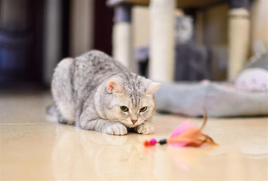 Playful tabby cat batting at a colorful wand toy, showcasing its energetic and curious nature. Perfect moment of feline fun and engagement.