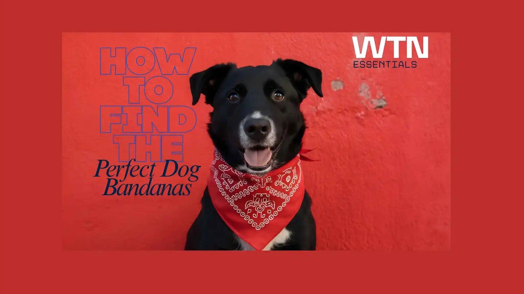 How to Find the Perfect Dog Bandanas for Holidays, Birthdays, and Everyday Wear