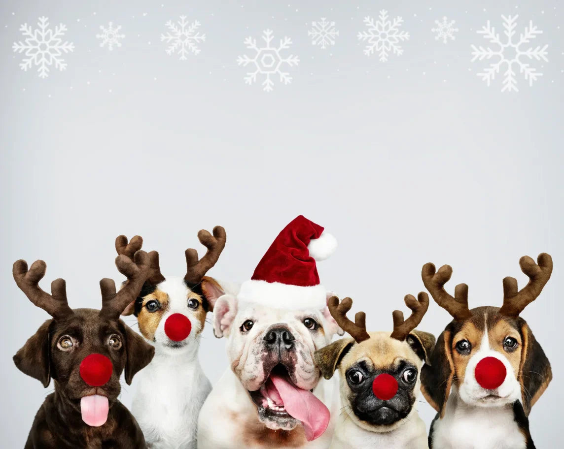 Looking for the Best Dog Christmas Gifts? Discover Top Ideas for Your Pup