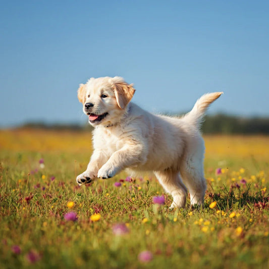 Purina Pro Plan Puppy: The Complete Guide