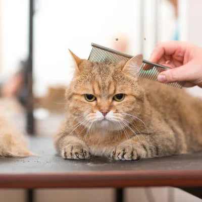 Must-Have Cat Grooming Accessories for Every Feline Parent - WTN Essentials 
