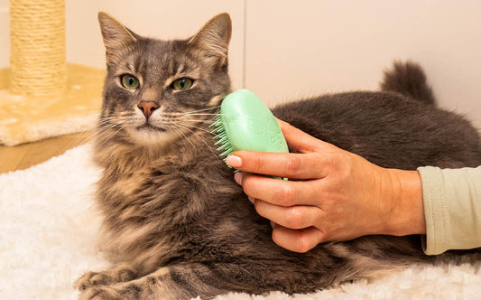 Essential Cat Grooming Products for a Healthy Coat - WTN Essentials 