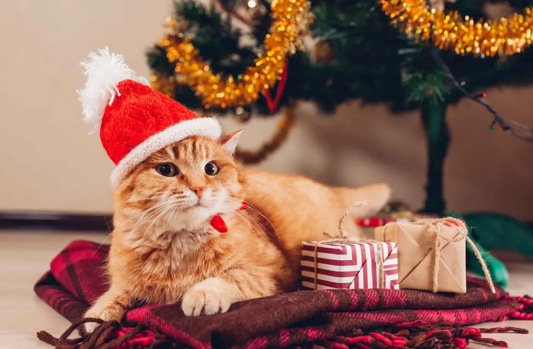 Wondering What Christmas Gifts for Your Cat Will Truly Delight Them? Find Heartwarming Ideas Here!