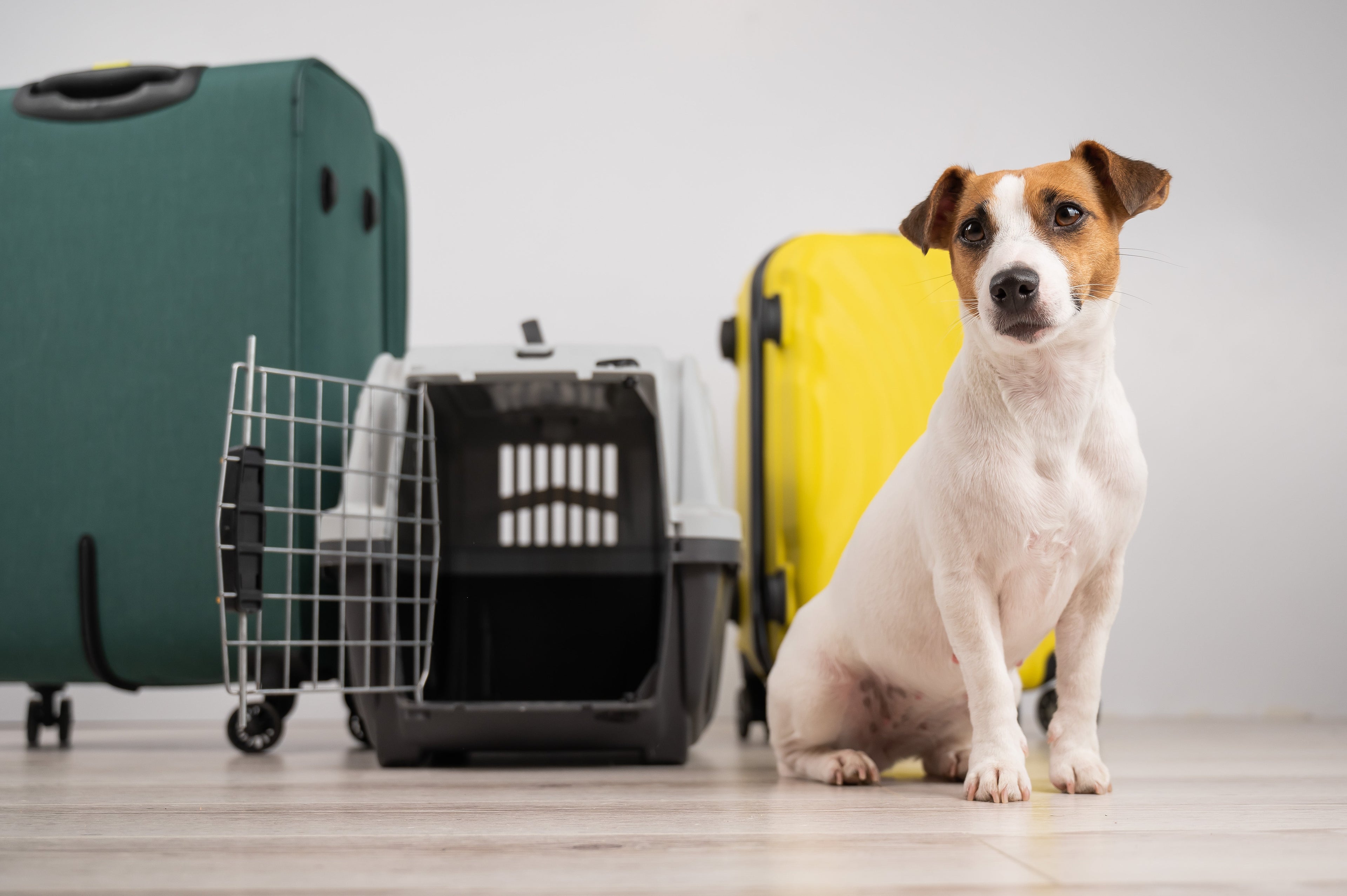 Best Affordable Airlines Approved Pet Carriers