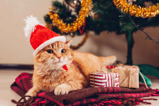 Wondering What Christmas Gifts for Your Cat Will Truly Delight Them? Find Heartwarming Ideas Here!