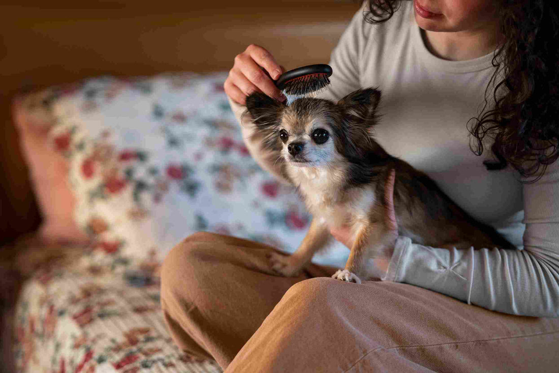 How to Fix Dog Itchy Skin and Reduce Shedding Naturally