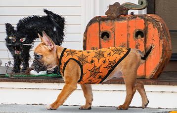 Halloween Costumes & Toys