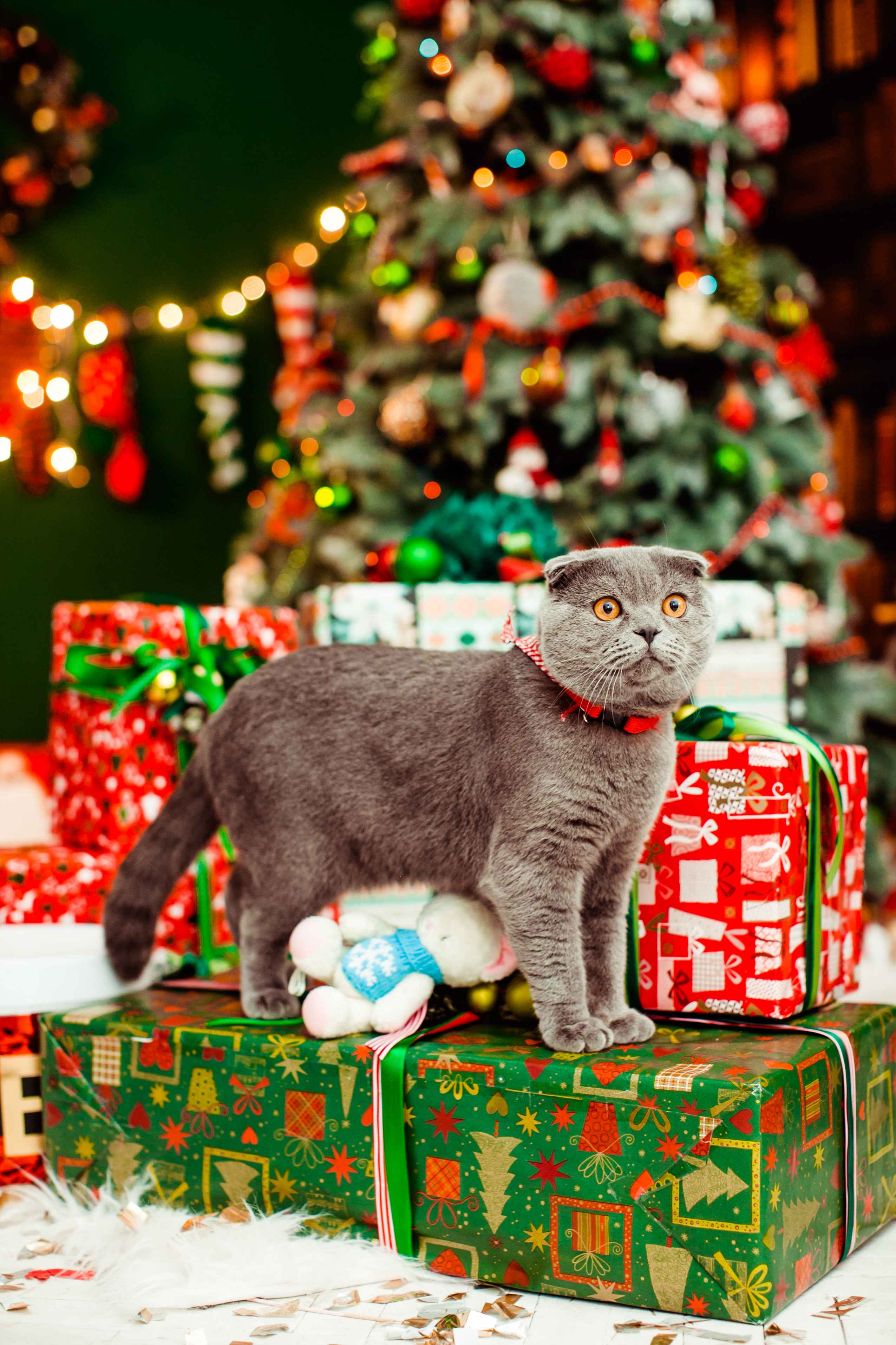 Cat Christmas Gifts