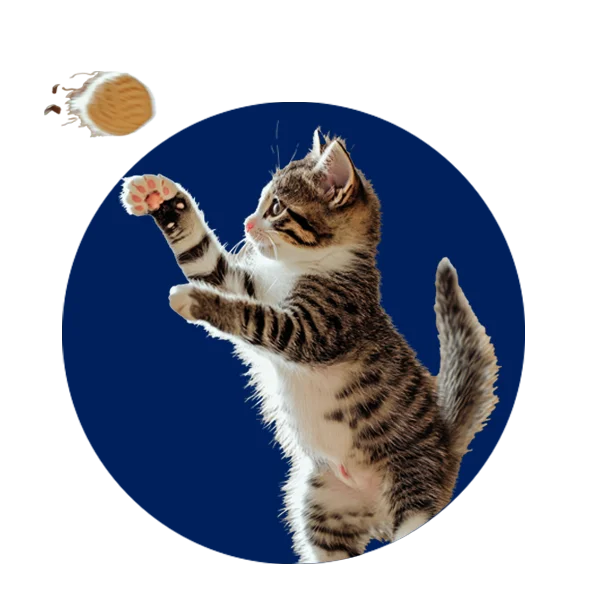 Cat Toys