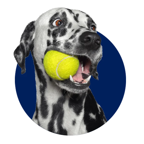 Dog Toys