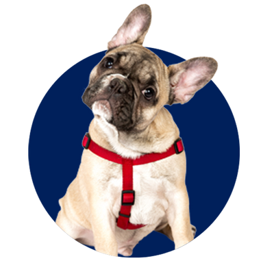 Pet Collars, Harnesses & Leashes