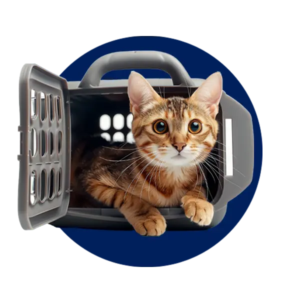 Pet Carrier