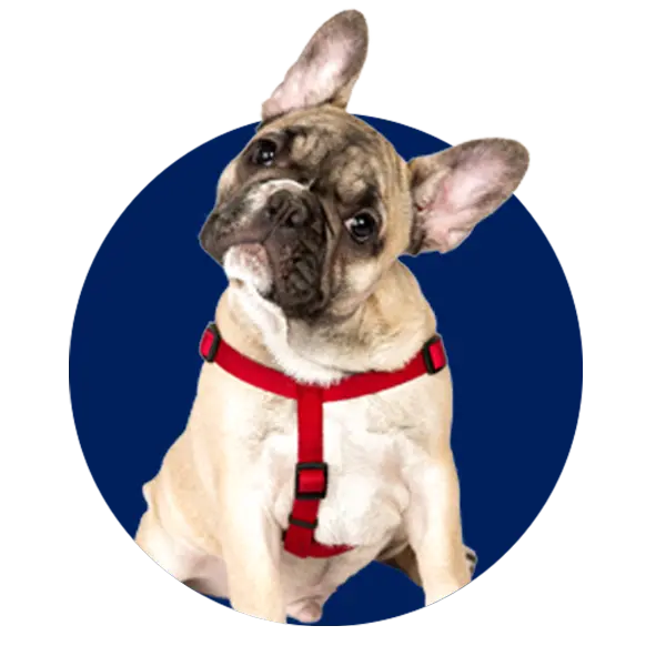 Pet Collars, Harnesses & Leashes