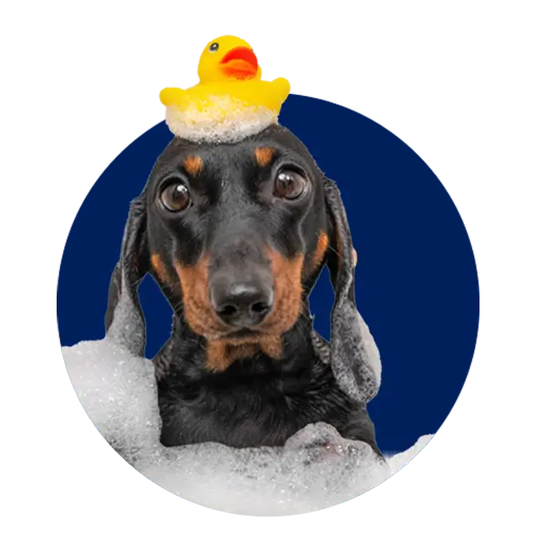 Pet Cleaning