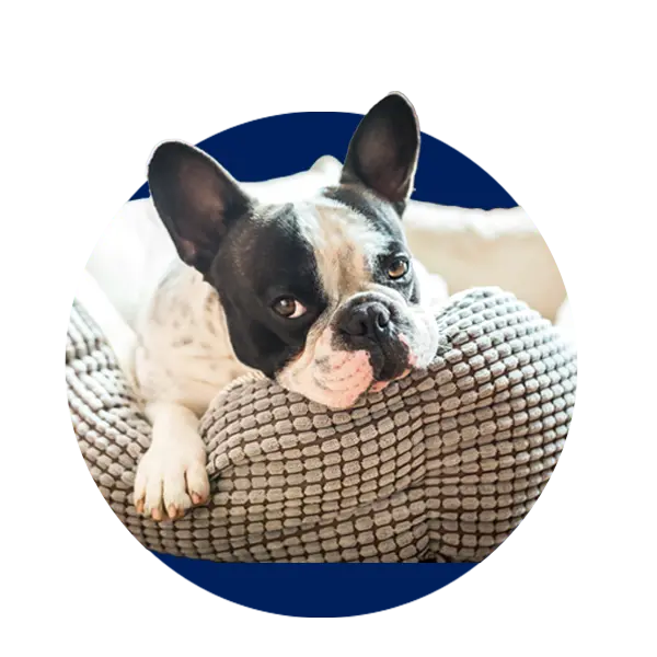 Pet Beds