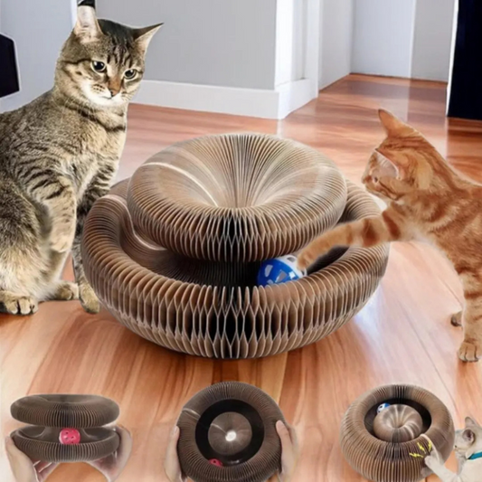 Two cats interacting with a cardboard cat toy on a wooden floor.