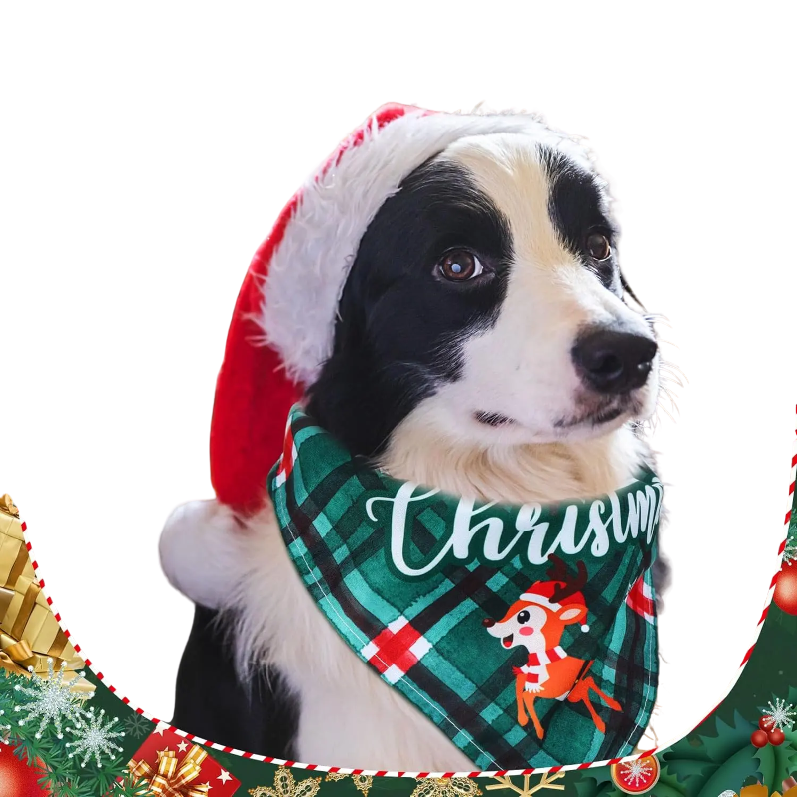 Dog wearing a Christmas-themed bandana and Santa hat with festive decorations.