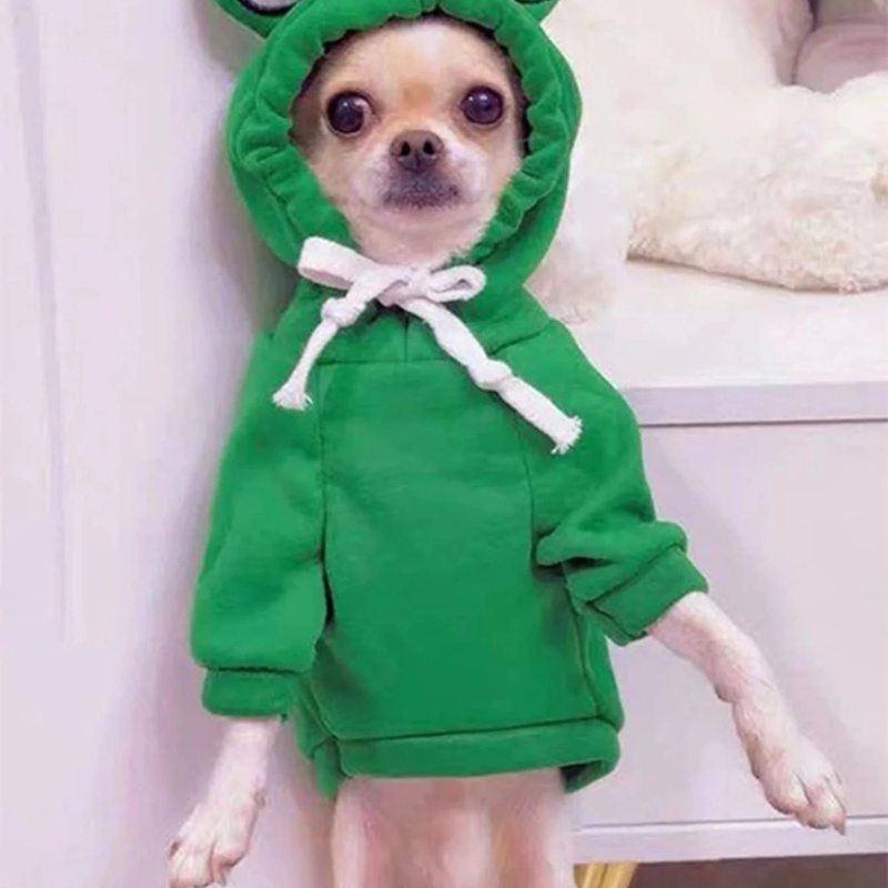 Small dog wearing a green hoodie with a frog design on a white background