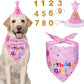Dog wearing a 'Birthday Girl' bandana and party hat with decorative numbers.