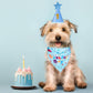 Dog wearing a birthday hat and bandana with a cake and candle on a light blue background