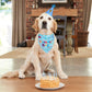 Dog wearing a 'Birthday Boy' bandana with a birthday cake and candles on a wooden floor.