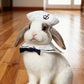 Cat Christmas Costume – Santa Hat & Cloak for Cats and Dogs