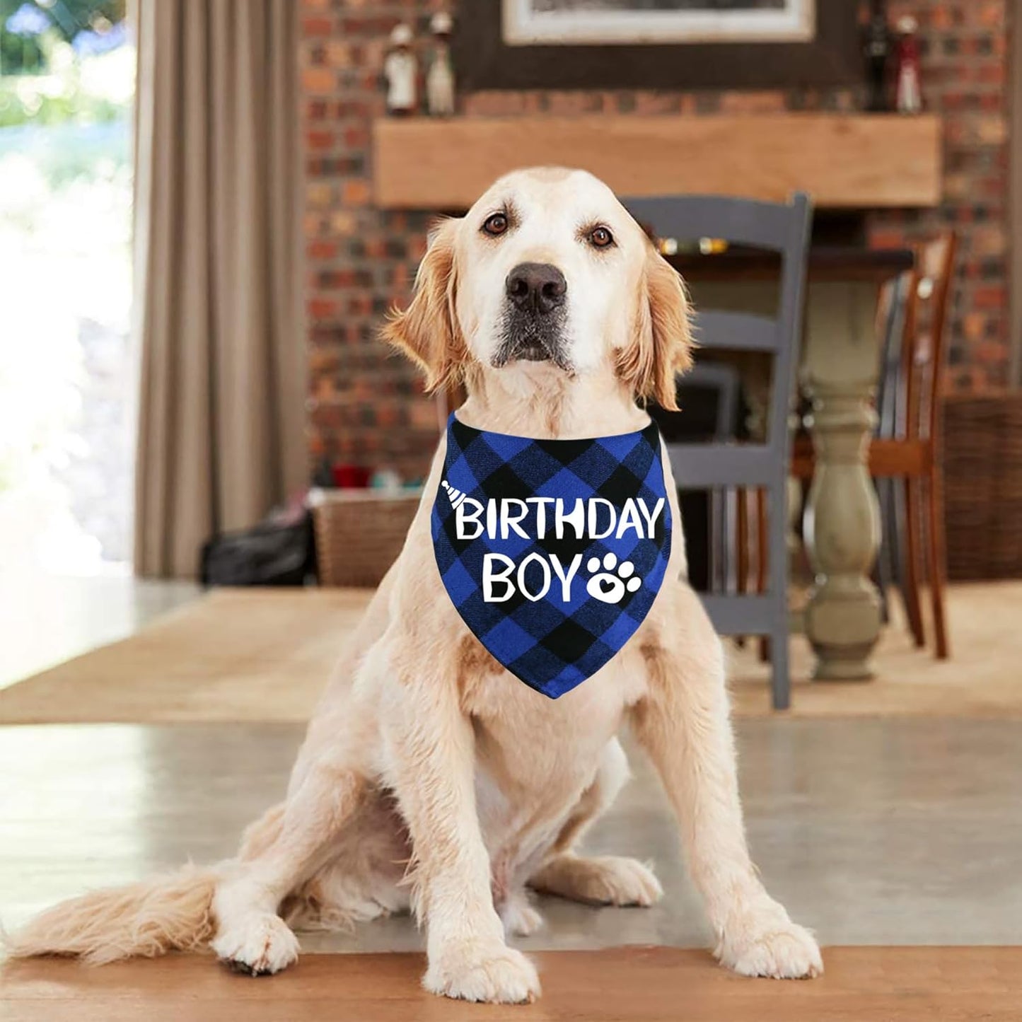 Dog wearing a 'Birthday Boy' bandana in a home setting