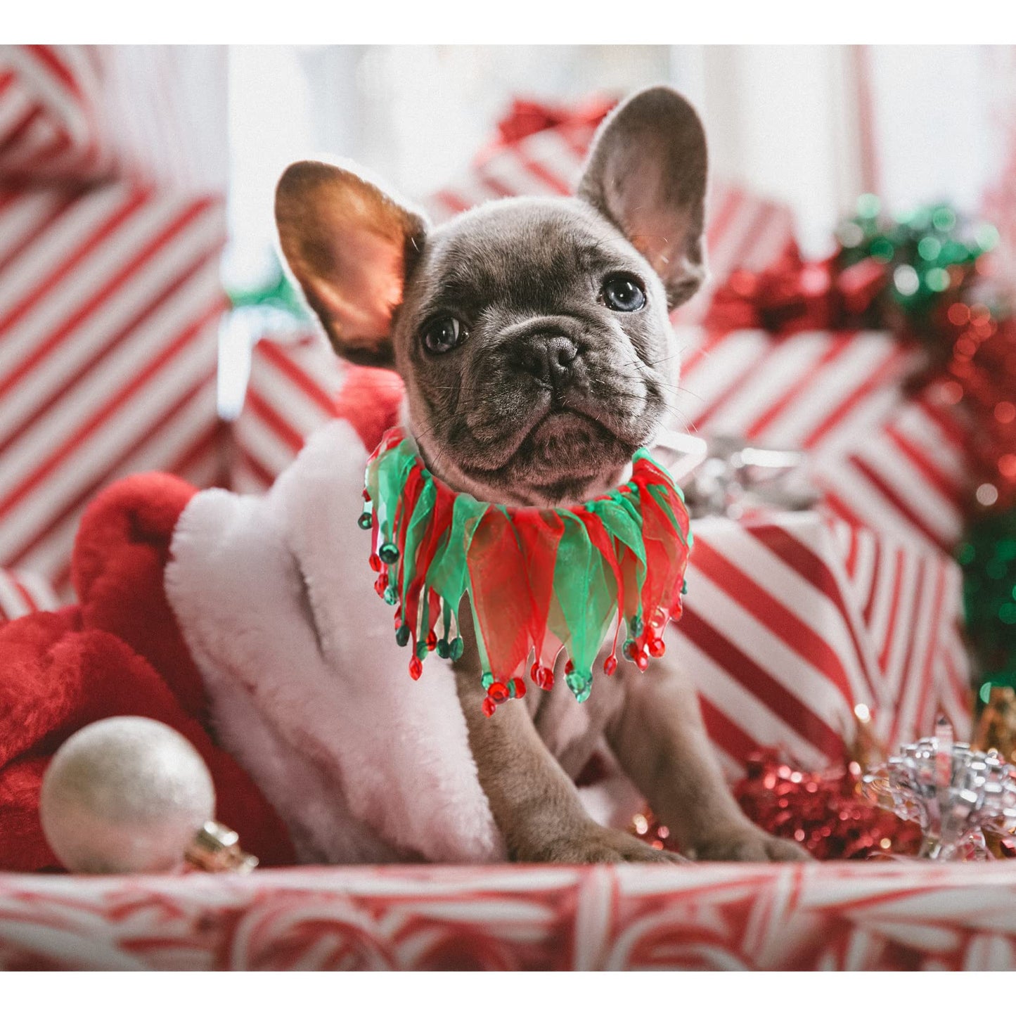 Cat & Small Dog Christmas Costume – Green Hat & Tutu Collar