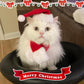 Cat Christmas Costume – Santa Hat & Cloak for Cats and Dogs