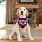Dog wearing a 'Birthday Girl' bandana in a home setting