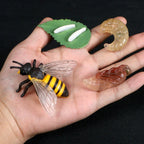 Montessori Animal and Plant Life Cycle Biology Model Toy Set