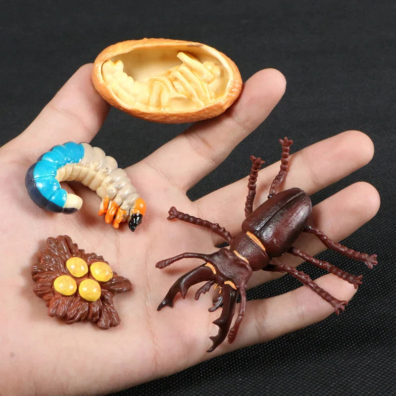 Montessori Animal and Plant Life Cycle Biology Model Toy Set