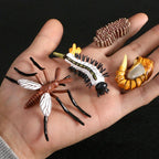Montessori Animal and Plant Life Cycle Biology Model Toy Set
