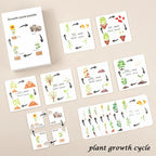 Montessori Animal and Plant Life Cycle Biology Model Toy Set
