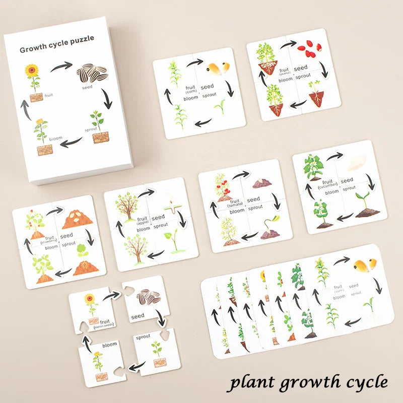 Montessori Animal and Plant Life Cycle Biology Model Toy Set