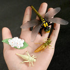 Montessori Animal and Plant Life Cycle Biology Model Toy Set