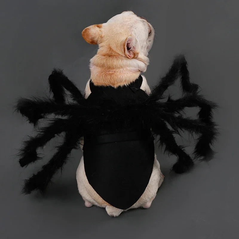 Funny Halloween Costumes – Spider Halloween Cat Costume for Pets