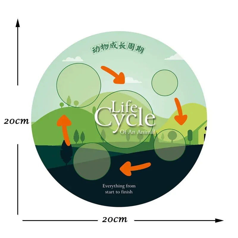Montessori Animal and Plant Life Cycle Biology Model Toy Set