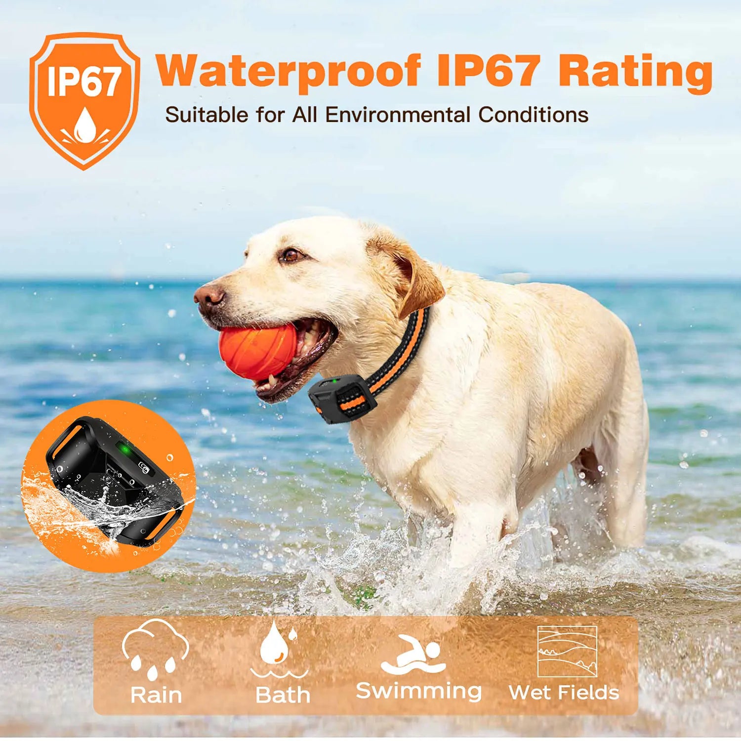 Dog running in field wearing waterproof training collar