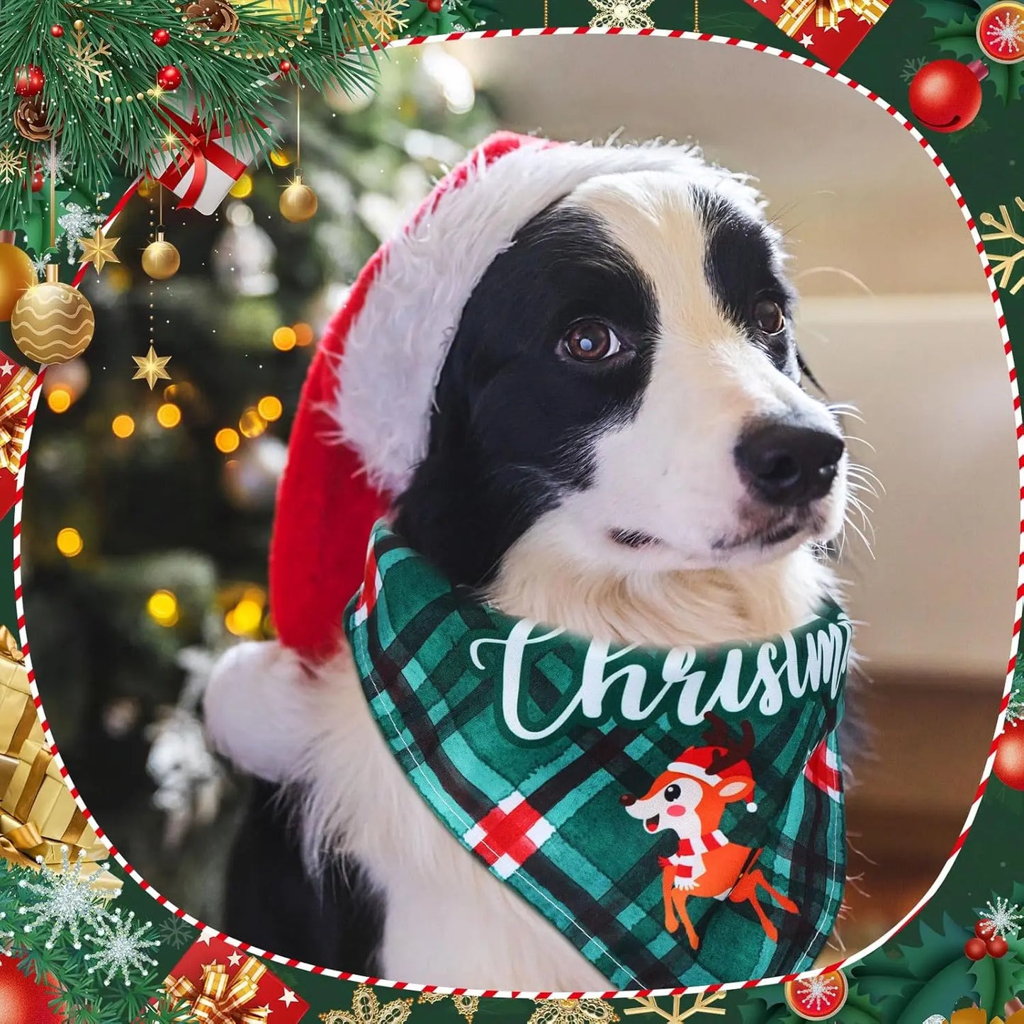 Dog wearing a Santa hat and 'Christmas' bandana in front of a decorated Christmas tree.
