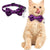 Adjustable Cat Bow Tie Collar – Festive Halloween Design