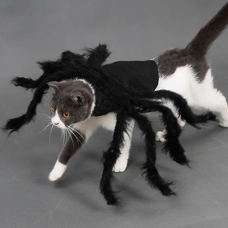 Funny Halloween Costumes – Spider Halloween Cat Costume for Pets