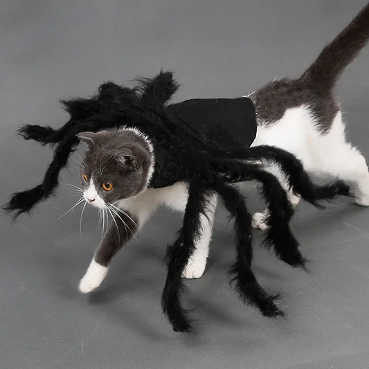 Funny Halloween Costumes – Spider Halloween Cat Costume for Pets