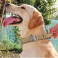 Pet Dog Collar Leash Set Nylon Material Durable Dog Collar Reflective Leash Pet Tactical Training Dog Collar Large Dog Leash Set - WTN Essentials 