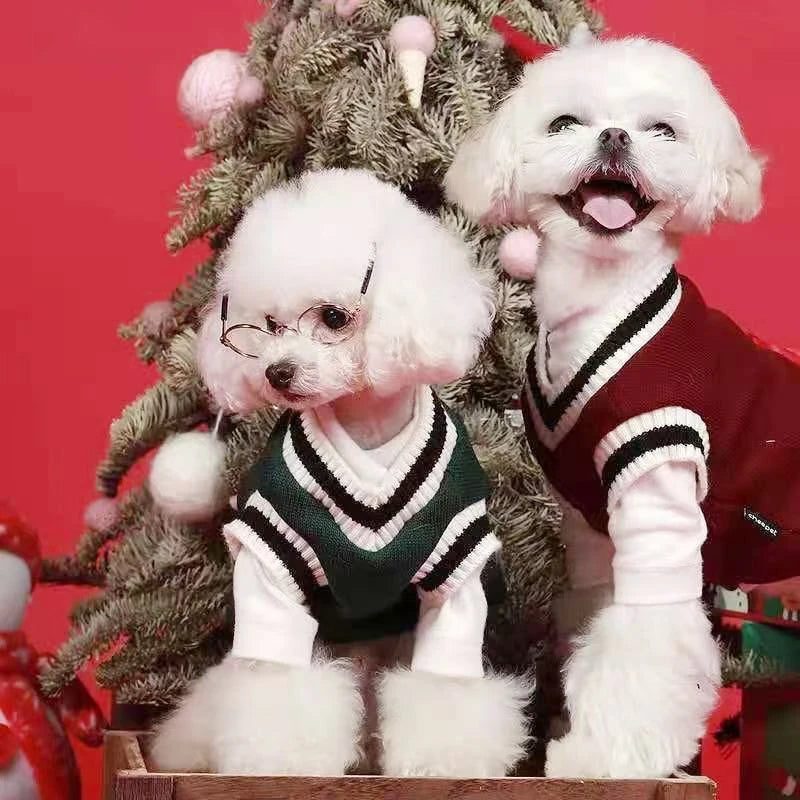 Two small dogs in sweaters sitting in front of a Christmas tree with a red background.