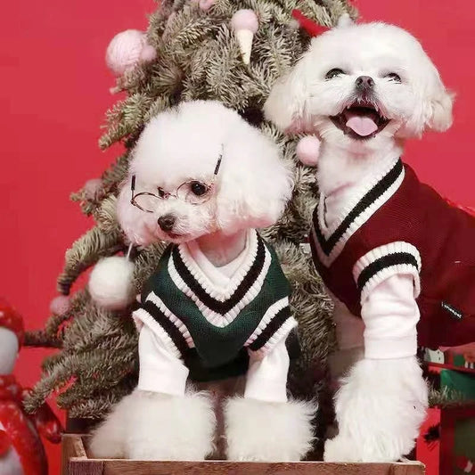 Two small dogs in sweaters sitting in front of a Christmas tree with a red background.