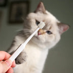 Cat Toothbrush Soft Hair Brush for Cats Mouth Cleaning Cat Brush for Teeth Cleaning Pet Grooming Cats Toothbrush Pet Products - WTN Essentials 